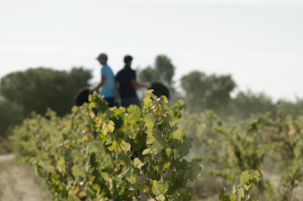 Auf den Genussreisen und Weinreisen von Winebuddys entdeckt ihr besondere Weingüter und lernt die Winzer persönlich kennen.